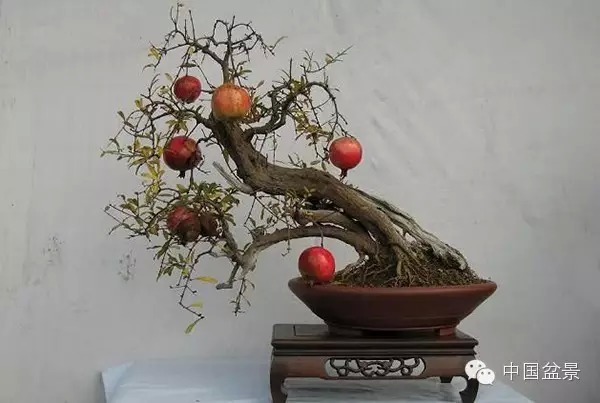 石榴盆景图片，自然与艺术的美妙融合展现盆景之美