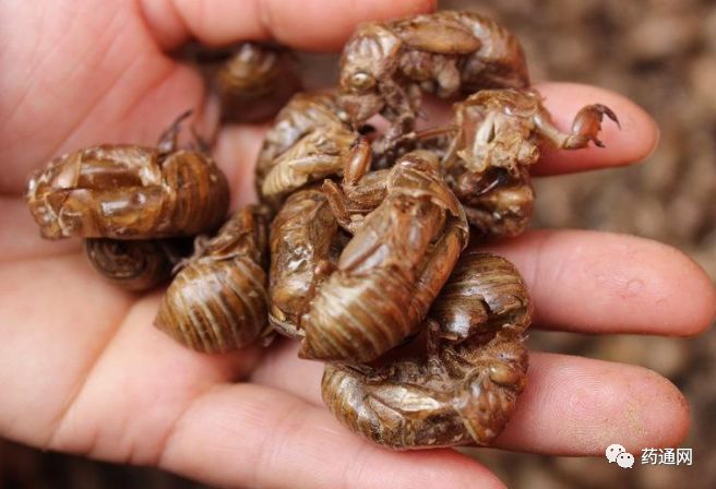 探寻自然之宝蝉蜕的最新市场动态价格