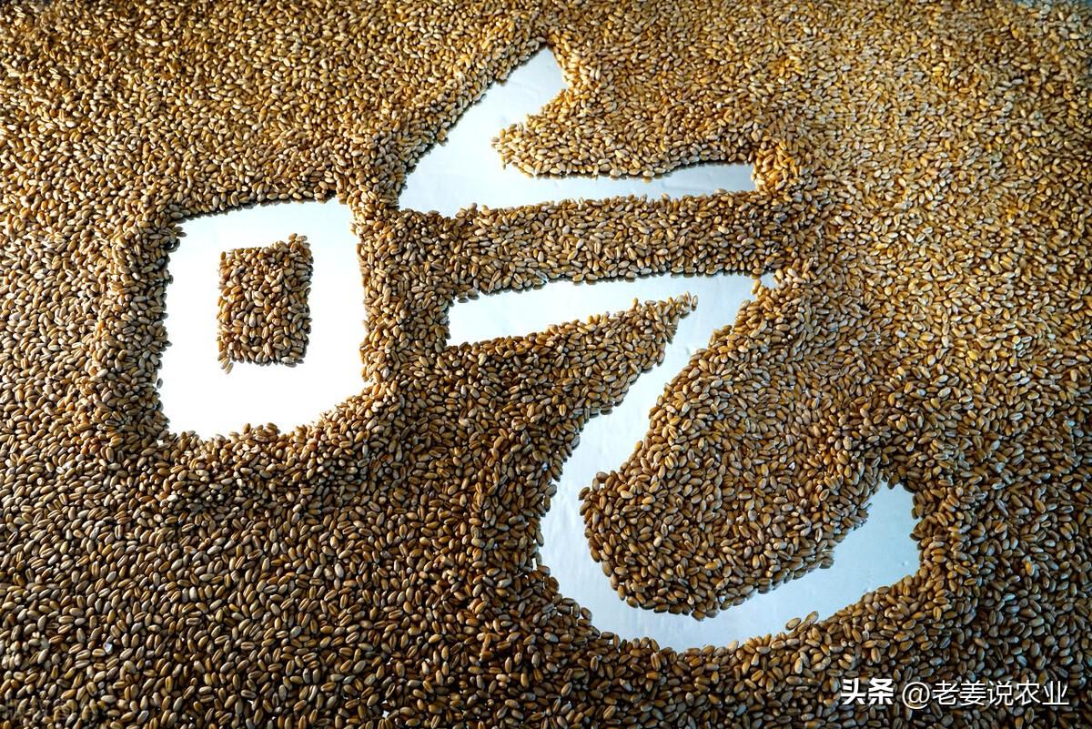 最新小麦价格行情分析，市场走势、未来展望及价格动态报告