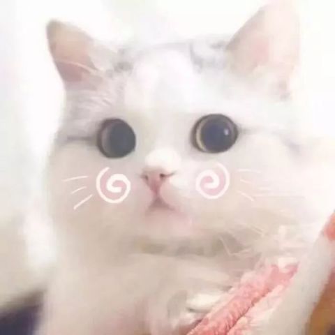 最新猫猫头像潮流，时尚与个性的完美交融