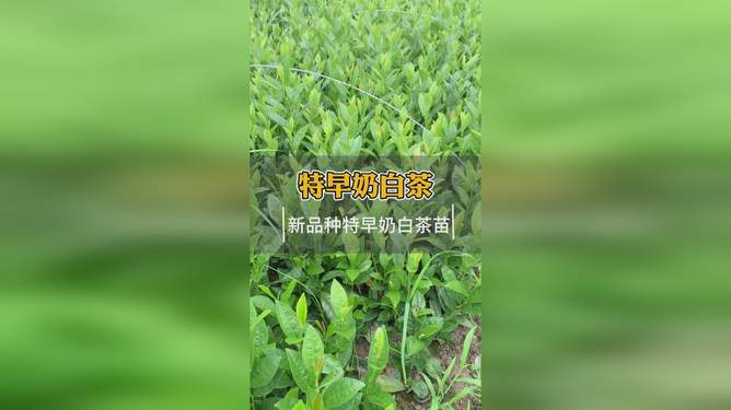 最新茶树苗，绿色希望与生态繁荣的源泉启动生态繁荣新篇章