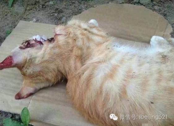 北京最新虐猫事件引发深度反思与行动呼吁
