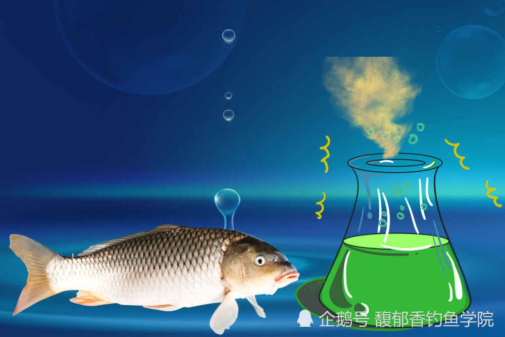 鲤鱼最新版，跃动数字时代的全新体验