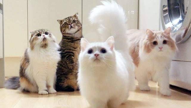 奎屯猫市探秘，最新猫市行情与猫咪温馨家园的寻找