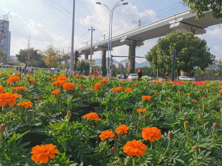 含谷立交最新动态，城市交通枢纽的蜕变与活力展现