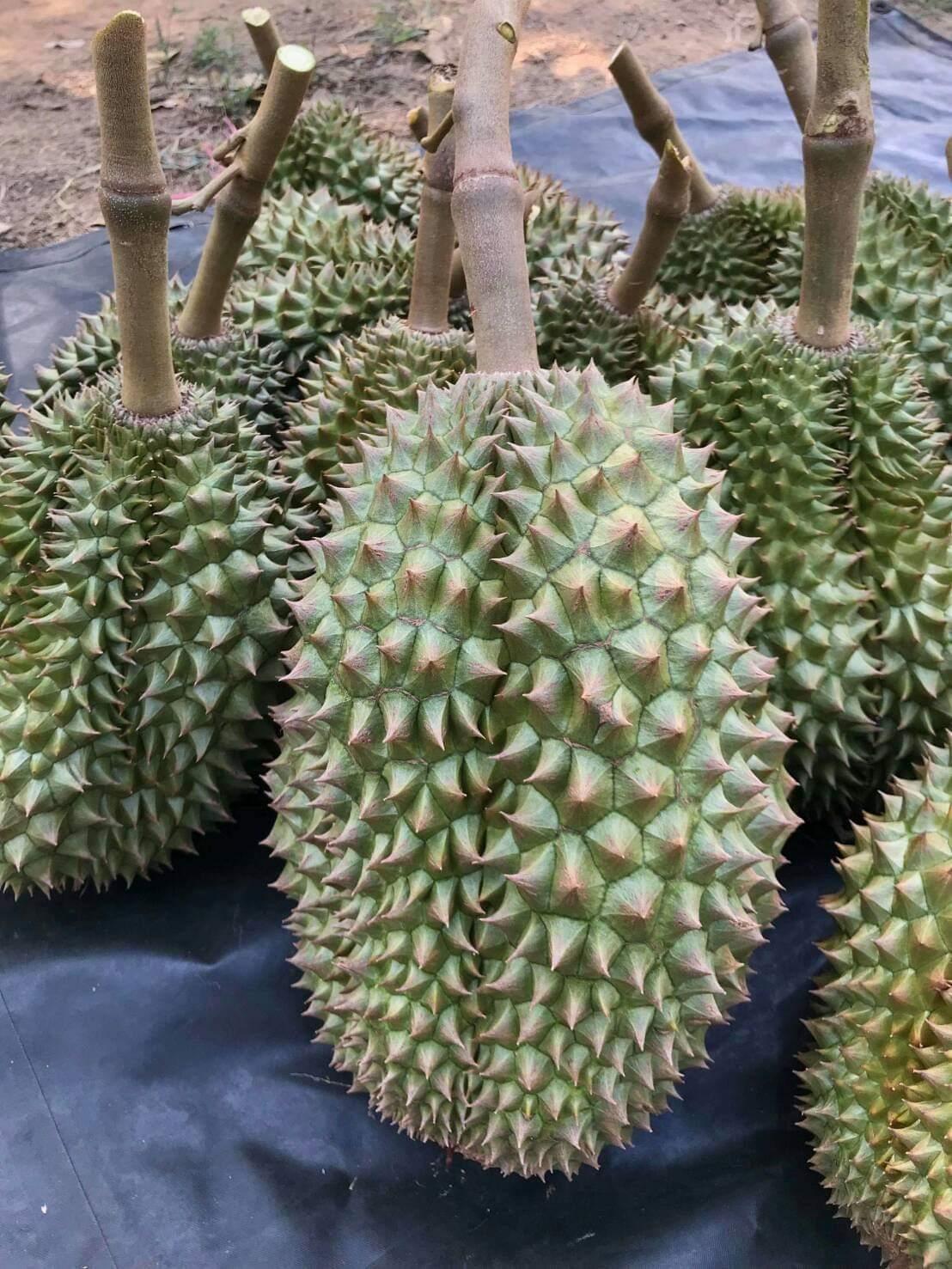 泰国榴莲盛宴，探寻上市季节的奥秘与榴莲盛宴的开启时间