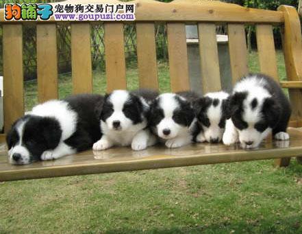 探寻边境牧羊犬的价格与价值魅力