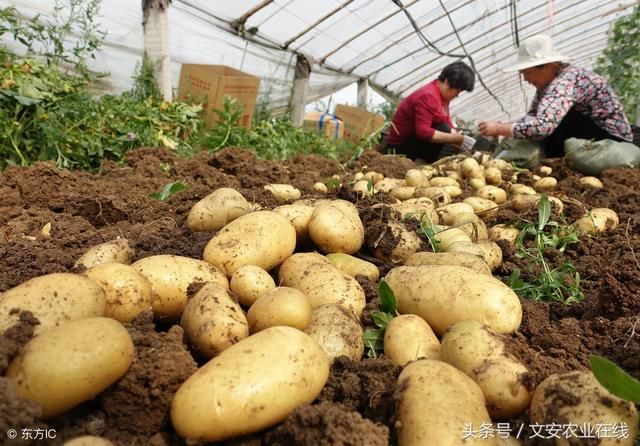 土豆市场行情深度解析，种植、销售与市场趋势观察