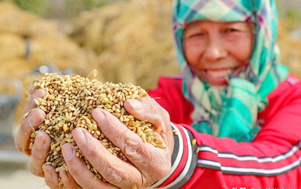 大豆最新价格行情深度解析，市场走势与产业影响探究
