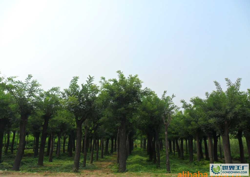 国槐最新价格，市场走势与种植前景深度探讨